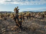 Joshua Tree 014